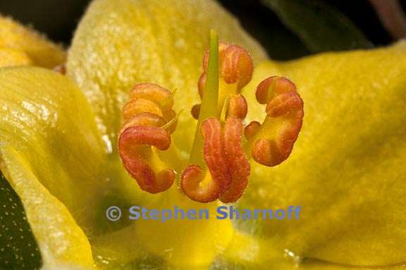 fremontodendron californicum 6 graphic